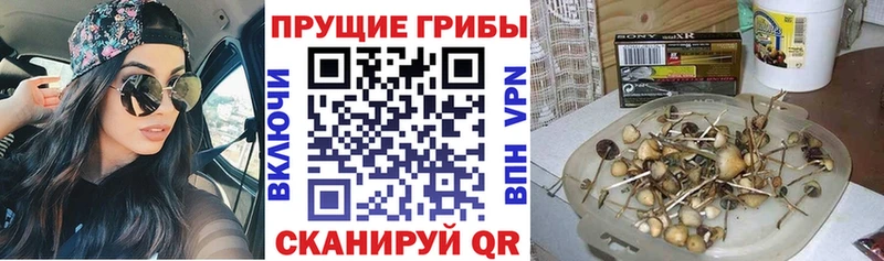Псилоцибиновые грибы мухоморы как найти наркотики Павлово